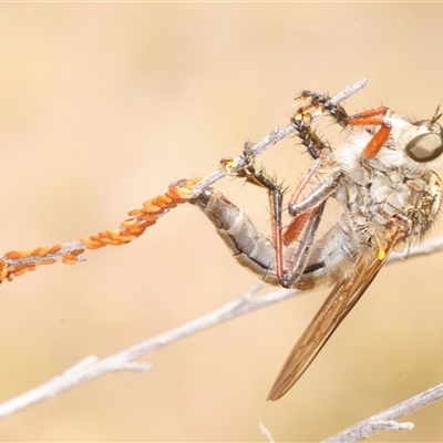 Dolopus rubrithorax (Large Brown Robber Fly) at Denman Prospect, ACT - 2 Dec 2025 by Harrisi