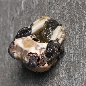 Celaenia excavata by TimL