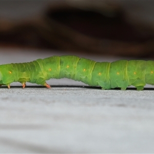 Melanodes anthracitaria by TimL