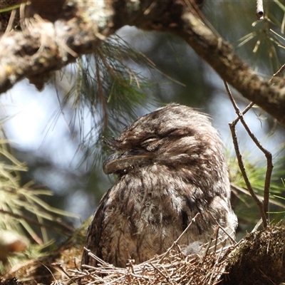 Podargus strigoides at  - suppressed by LineMarie