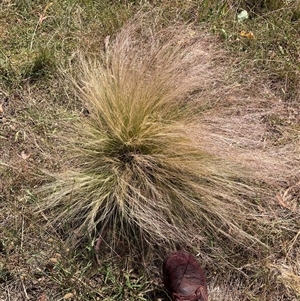 Nassella trichotoma (Serrated Tussock) at Hackett, ACT - 5 Dec 2025 by waltraud