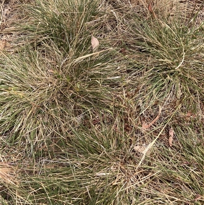 Nassella neesiana (Chilean Needlegrass) at Hackett, ACT - 5 Dec 2025 by waltraud