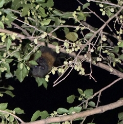 Unverified Bat at Kambah, ACT - 5 Dec 2025 by LineMarie