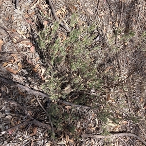 Lavandula stoechas (Spanish Lavender or Topped Lavender) at Hackett, ACT - 5 Dec 2025 by waltraud