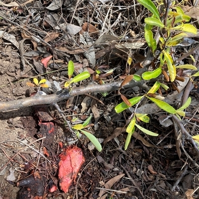 Pyracantha sp. (Firethorn) at Hackett, ACT - 5 Dec 2025 by waltraud