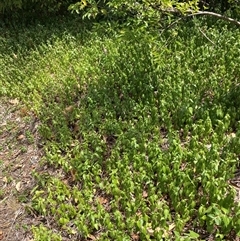 Vinca major (Blue Periwinkle) at Hackett, ACT - 5 Dec 2025 by waltraud