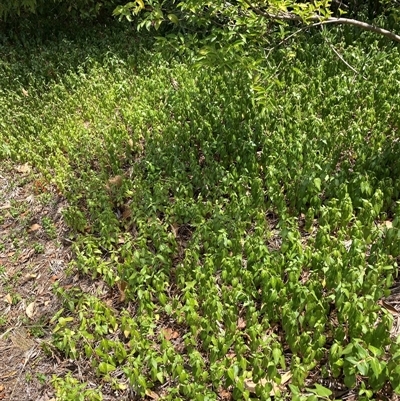 Vinca major (Blue Periwinkle) at Hackett, ACT - 5 Dec 2025 by waltraud
