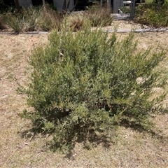 Grevillea (genus) (Grevillea) at Hackett, ACT - 5 Dec 2025 by waltraud