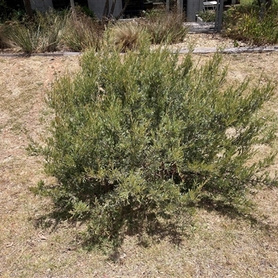 Grevillea (genus) (Grevillea) at Hackett, ACT - 5 Dec 2025 by waltraud