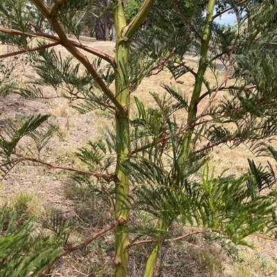 Acacia decurrens (Green Wattle) at Hackett, ACT - 5 Dec 2025 by waltraud