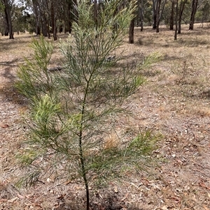 Acacia (genus) at Hackett, ACT - 5 Dec 2025 by waltraud