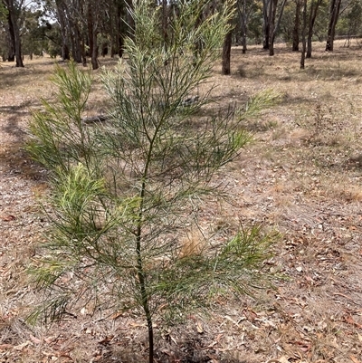 Acacia (genus) at Hackett, ACT - 5 Dec 2025 by waltraud
