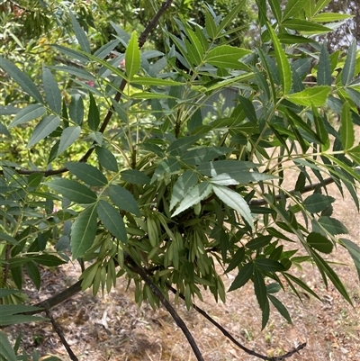 Fraxinus pennsylvanica (Green Ash, Red Ash) at Hackett, ACT - 5 Dec 2025 by waltraud