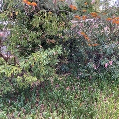 Ligustrum lucidum (Large-leaved Privet) at Hackett, ACT - 5 Dec 2025 by waltraud