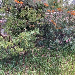 Ligustrum lucidum (Large-leaved Privet) at Hackett, ACT - 5 Dec 2025 by waltraud
