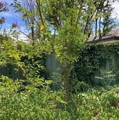 Ligustrum lucidum (Large-leaved Privet) at Hackett, ACT - 5 Dec 2025 by waltraud