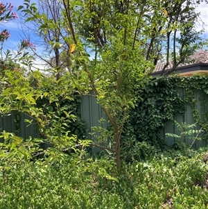 Ligustrum lucidum (Large-leaved Privet) at Hackett, ACT - 5 Dec 2025 by waltraud