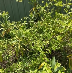 Lonicera japonica (Japanese Honeysuckle) at Hackett, ACT - 5 Dec 2025 by waltraud