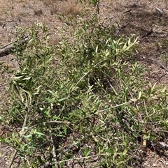 Olea europaea subsp. cuspidata (African Olive) at Hackett, ACT - 5 Dec 2025 by waltraud