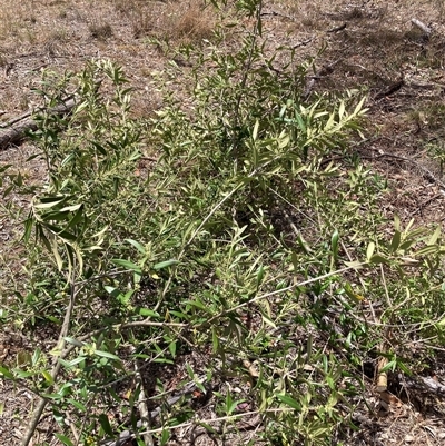 Olea europaea subsp. cuspidata (African Olive) at Hackett, ACT - 5 Dec 2025 by waltraud