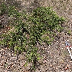 Grevillea (genus) (Grevillea) at Hackett, ACT - 5 Dec 2025 by waltraud