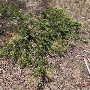 Grevillea (genus) (Grevillea) at Hackett, ACT - 5 Dec 2025 by waltraud