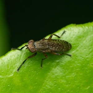 Unverified Other true fly at Downer, ACT - 6 Dec 2025 by RobertD