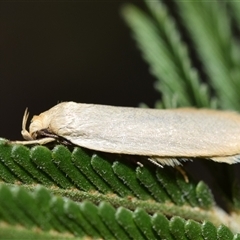 Oecophoridae (family) (Unidentified Oecophorid concealer moth) at Jerrabomberra, NSW - 2 Dec 2025 by DianneClarke