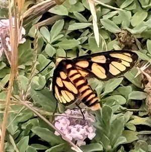 Amata (genus) at Howlong, NSW - Yesterday by Belmal