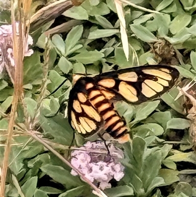 Amata (genus) at Howlong, NSW - 6 Dec 2025 by Belmal