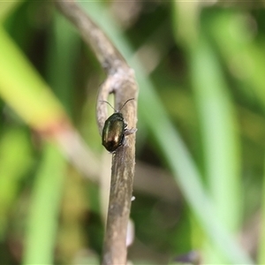 Edusella sp. (genus) (A leaf beetle) at Lyons, ACT - 6 Dec 2025 by ran452