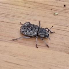 Cubicorhynchus maculatus (Spotted ground weevil) at Yass River, NSW - 6 Dec 2025 by SenexRugosus