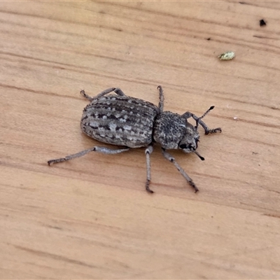 Cubicorhynchus maculatus (Spotted ground weevil) at Yass River, NSW - 6 Dec 2025 by SenexRugosus