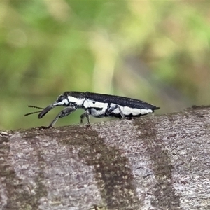 Rhinotia edentula at Yass River, NSW - 6 Dec 2025 by SenexRugosus