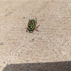 Eupoecila australasiae (Fiddler Beetle) at Moss Vale, NSW - 6 Dec 2025 by NhN