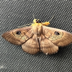 Dasypodia selenophora (Southern Old Lady Moth) at Kingston, ACT - 6 Dec 2025 by JimL