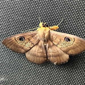 Dasypodia selenophora at Kingston, ACT - Today by JimL