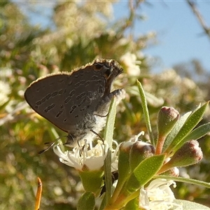 Unverified Blue or Copper (Lycaenidae) at Queanbeyan West, NSW - Yesterday by Paul4K