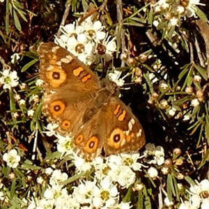 Junonia villida at Queanbeyan West, NSW - 6 Dec 2025 by Paul4K