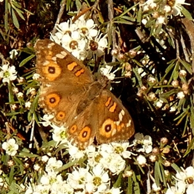 Junonia villida at Queanbeyan West, NSW - 6 Dec 2025 by Paul4K