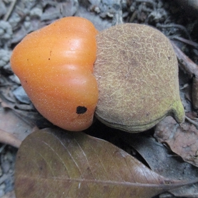 Semecarpus australiensis at Mossman Gorge, QLD - 13 Dec 2017 by JasonPStewart