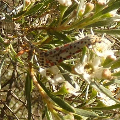 Utetheisa (genus) (A tiger moth) at Queanbeyan West, NSW - 6 Dec 2025 by Paul4K