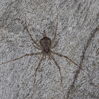 Tamopsis sp. (genus) (Two-tailed spider) at Hawker, ACT - 6 Dec 2025 by AlisonMilton