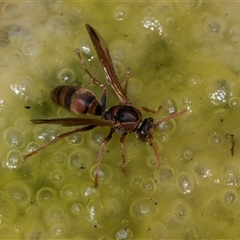Polistes (Polistella) humilis at Higgins, ACT - 5 Dec 2025 by AlisonMilton