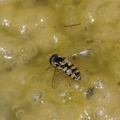 Unverified Hover fly (Syrphidae) at Higgins, ACT - 5 Dec 2025 by AlisonMilton