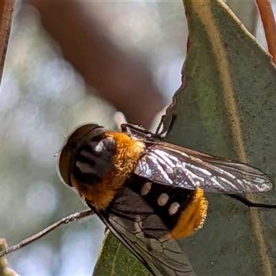Scaptia sp. (genus) at Franklin, ACT - 5 Dec 2025 by chriselidie