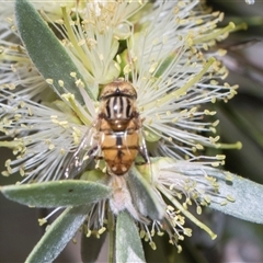 Eristalinus (genus) at Bruce, ACT - 3 Dec 2025 by AlisonMilton