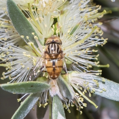 Eristalinus (genus) at Bruce, ACT - 3 Dec 2025 by AlisonMilton