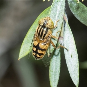 Eristalinus punctulatus at Bruce, ACT - 3 Dec 2025 by AlisonMilton