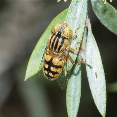 Eristalinus punctulatus at Bruce, ACT - 3 Dec 2025 by AlisonMilton